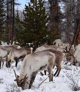 TSAATAN REINDEER HERDERS TOUR (WINTER)