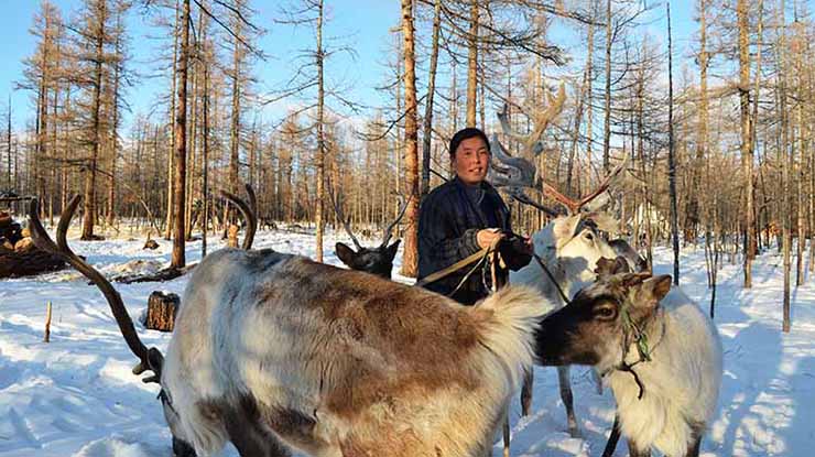 TSAATAN REINDEER HERDERS TOUR (WINTER)