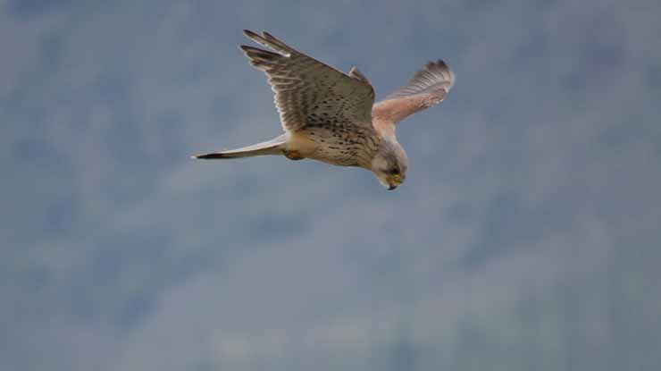 EASTERN MONGOLIA BIRDING TOUR