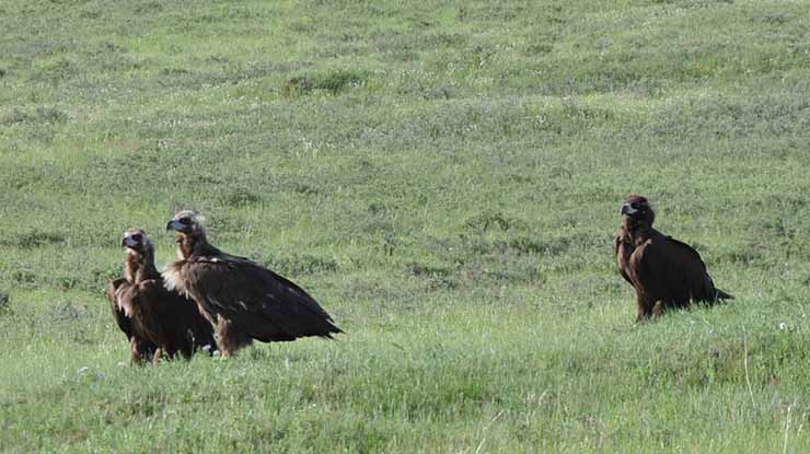 EASTERN MONGOLIA BIRDING TOUR