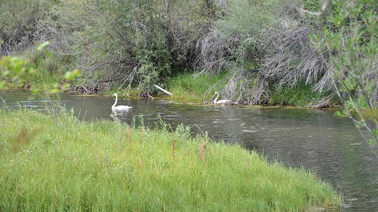 EASTERN MONGOLIA BIRDING TOUR