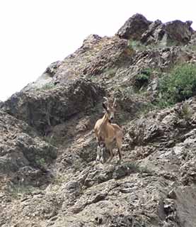 AMAZING WILDLIFE OF MONGOLIA TOUR