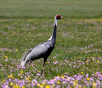 WILDLIFE TOURS