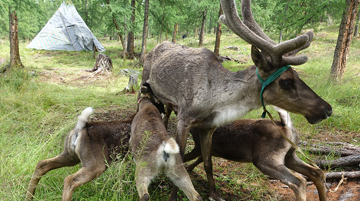 HORSE RIDE TO TSAATAN & TREK TO KHUVSGUL LAKE