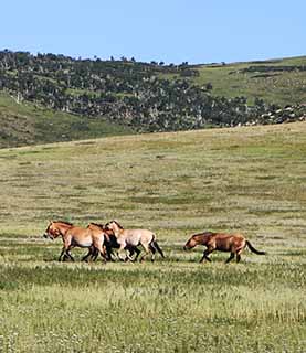 KHUSTAI NATIONAL PARK DAY TRIP