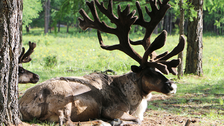 Reindeers of Northern Mongolia